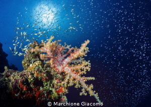 Star in the sky
Nikon D800e , 16mm, two strobo
Maldives... by Marchione Giacomo 